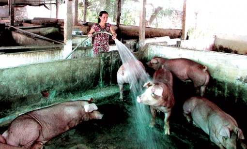 Phát triển ngành chăn nuôi theo hướng bền vững