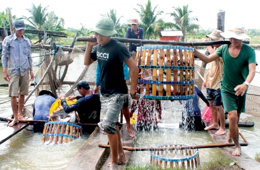 Người nuôi cá tra tiếp tục có lời