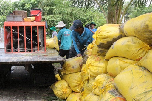 Giá lúa đông xuân bắt đầu tăng lên