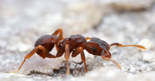 Phát hiện hợp chất kháng sinh mới từ côn trùng