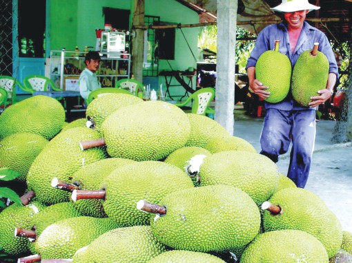 Giá trái mít Thái giảm nhưng vẫn còn ở mức cao