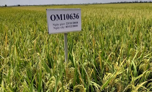 OM10636 được bình chọn là giống lúa triển vọng nhất vụ đông xuân 2018-2019