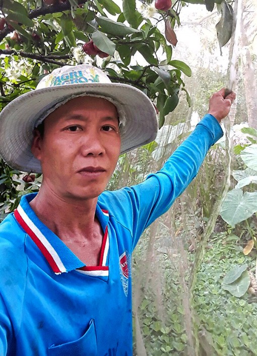 Ứng dụng kỹ thuật phủ lưới vườn mận