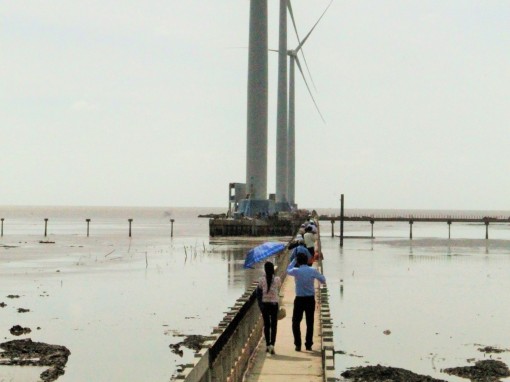 Cánh đồng điện gió trở thành điểm du lịch tiêu biểu ĐBSCL