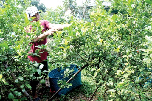 Nắng nóng, nhu cầu tiêu thụ cao, giá chanh tăng