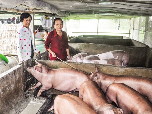 Chủ động ngăn ngừa bệnh dịch tả lợn châu Phi lây lan