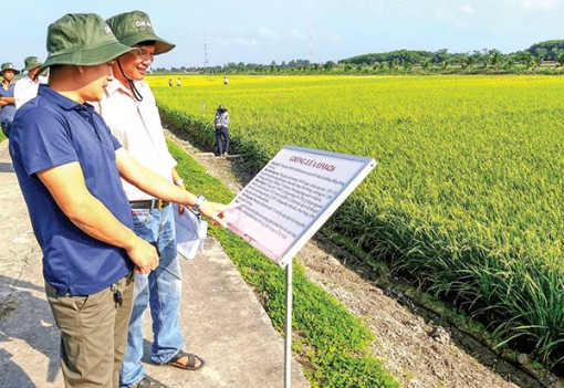 Chọn tạo giống lúa mới theo yêu cầu thị trường