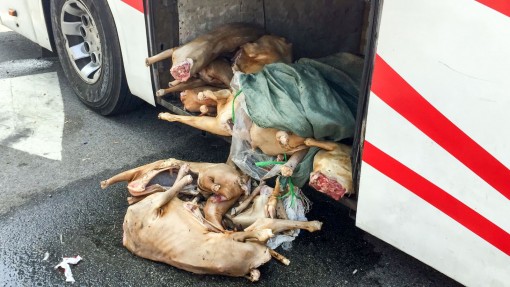 Phát hiện hơn 220 ký thịt dê vận chuyển không đúng quy định