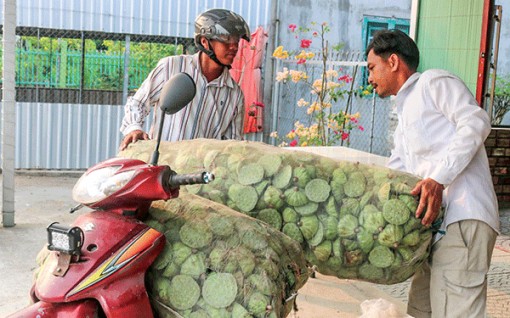 Giá gương sen ở mức cao