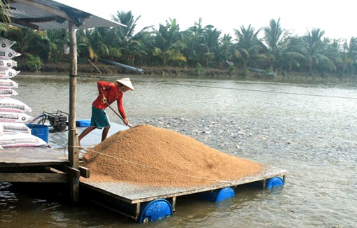 Cần đảm bảo tốt nguồn giống