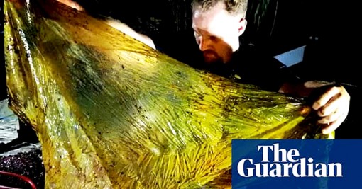 Cá voi chết với 40kg nhựa trong dạ dày