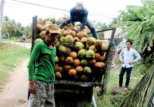 Giá dừa khô tăng