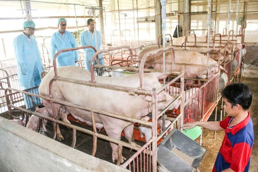 Kiểm soát chặt chẽ đàn heo ra vào thành phố Cần Thơ