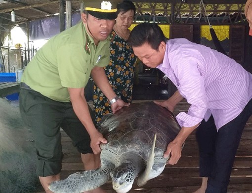 Thả cá thể rùa quý hiếm nặng gần 60kg về biển