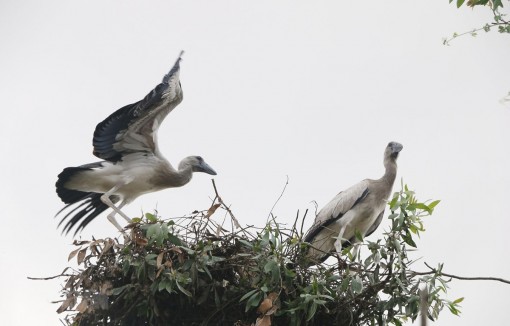 Chim quý nằm trong sách Đỏ xuất hiện ở Vườn chim Bạc Liêu