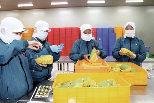 Vì sao đặt mục tiêu tăng trưởng xuất khẩu rau quả chưa đến 1%?