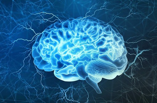 Não sản xuất tế bào thần kinh suốt đời