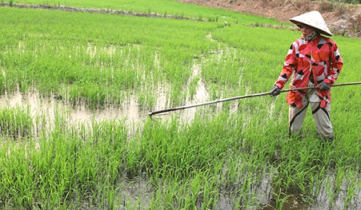 Cảnh giác nắng hạn, sâu bệnh