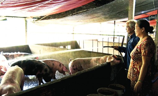 Tập trung phòng chống dịch bệnh trên đàn vật nuôi