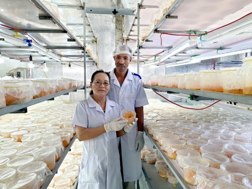 Triển vọng của mô hình đông trùng hạ thảo