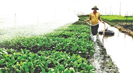 Nâng chất lượng,

tạo niềm tin 

rau an toàn