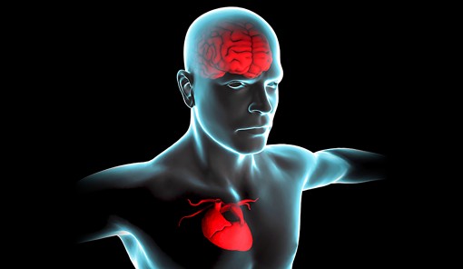 Không tốt cho tim

cũng không tốt cho não