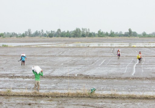 Tăng cường biện pháp canh tác lúa thích ứng xâm nhập mặn ở ĐBSCL