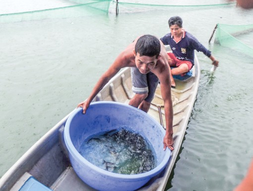 Cải thiện chất lượng nông sản từ khâu giống