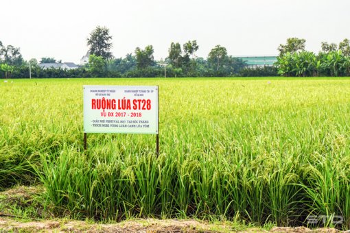 Thêm 3 giống lúa mới được công nhận giống cấp quốc gia