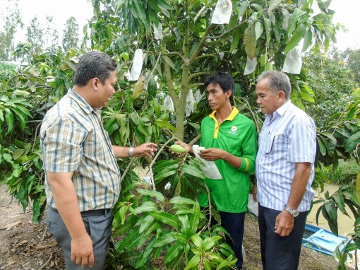 Vận động chuyển đổi cây trồng ở Thới Hưng