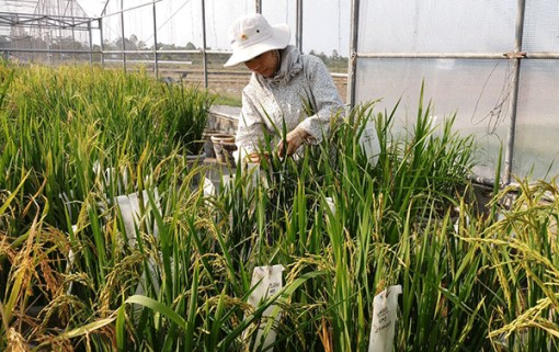 Ứng dụng công nghệ 4.0 bảo hộ giống cây trồng, vật nuôi