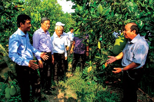 Phát triển các mô hình sản xuất theo hướng nông nghiệp đô thị, nông nghiệp chất lượng cao