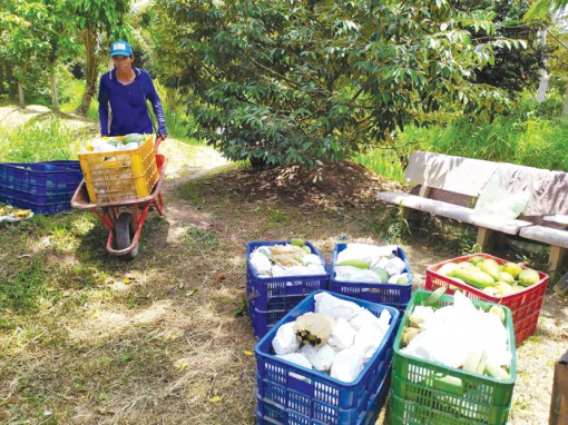 Bấp bênh trái cây  