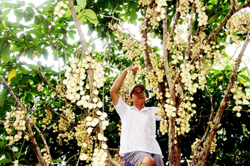 Ðừng để người tiêu dùng quay mặt với trái cây Việt Nam