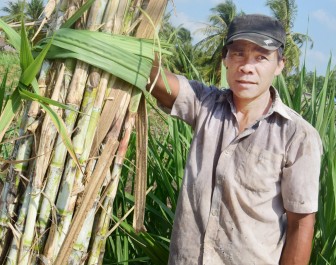 អំពៅចុះថ្លៃយ៉ាងគំហុក កសិករស្រុកថ្កូវបង្វែរមកទម្រង់ផលិតថ្មី