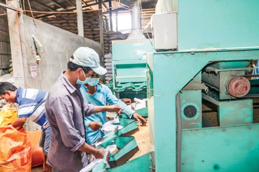 Phát huy thế mạnh hợp tác xã kiểu mới