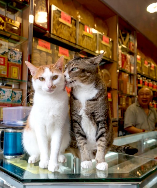 Hong Kong cấm ngược đãi vật nuôi