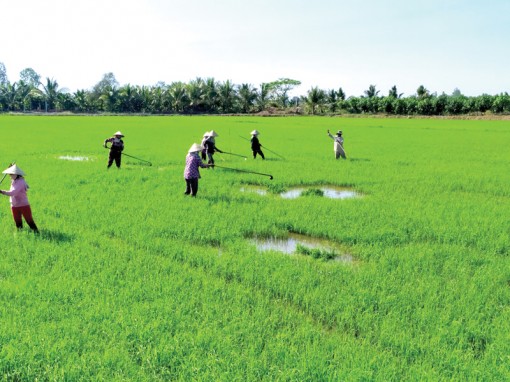 Chủ động bảo vệ  lúa hè thu