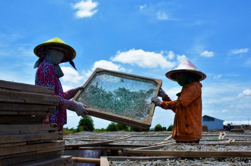 Đưa cá cơm xuất ngoại