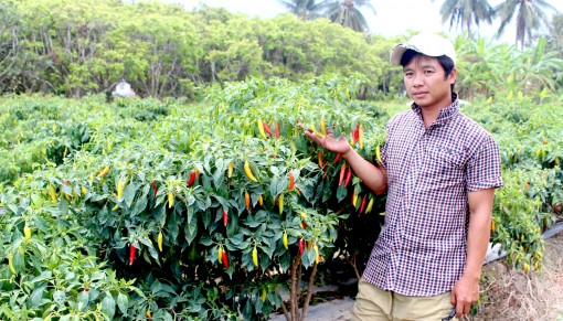 Trồng màu chuyên canh