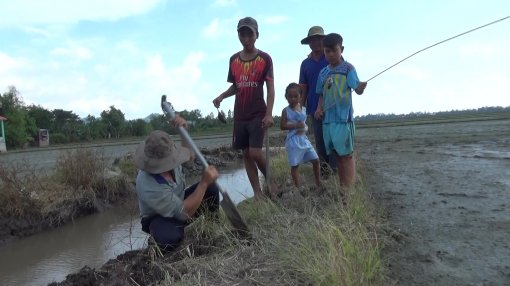 Đi đào chuột đồng