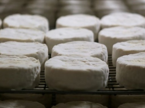 Đức thu hồi pho mát của Pháp do lo ngại khuẩn E.coli