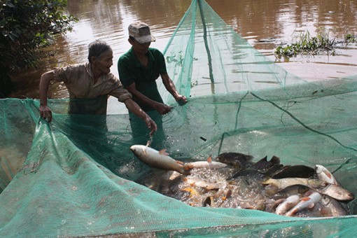Khôi phục nguồn lợi cá đồng U Minh Thượng
