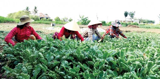 Gò Công Tây chuyển đổi cây trồng