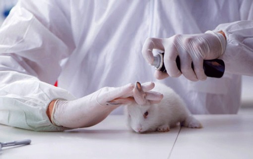 Các giải pháp thay thế cho thử nghiệm trên động vật