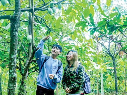 Phong Điền vào mùa trái cây trĩu quả