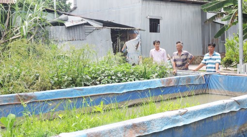 Xã Trung Hưng phát triển nghề nuôi lươn