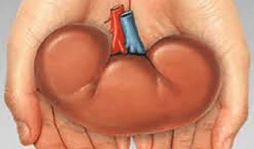 Tìm ra phương pháp phục hồi chức năng thận để cấy ghép