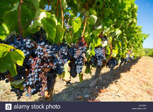 Biến đổi khí hậu tác động ngành trồng nho làm rượu vang