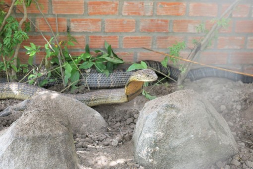 “Rắn hổ mây đại náo trần gian”